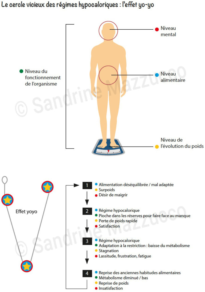 Régimes hypocaloriques effet yoyo