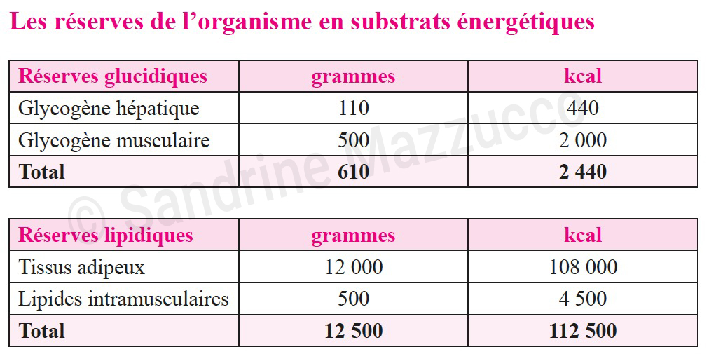 Les réserves de l'organisme en substrats énergétiques ©SandrineMazzucco